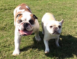 Doggie Daycare