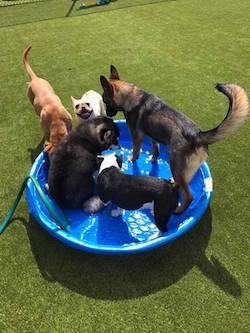 The Pet Hospital of Madison