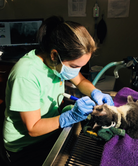 The Pet Hospital of Madison