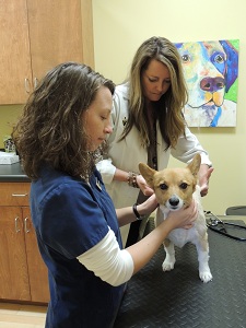 The Pet Hospital of Madison