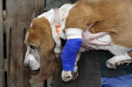 The Pet Hospital of Madison