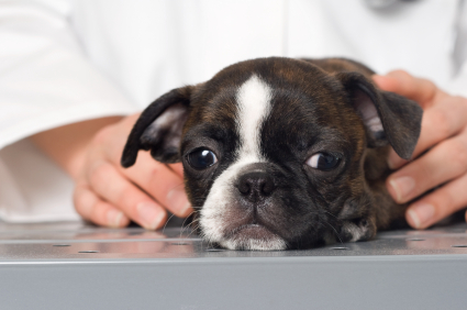 The Pet Hospital of Madison