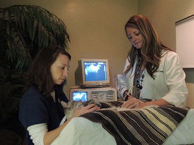The Pet Hospital of Madison