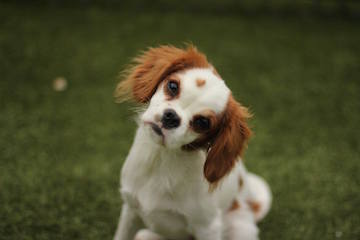 The Pet Hospital of Madison